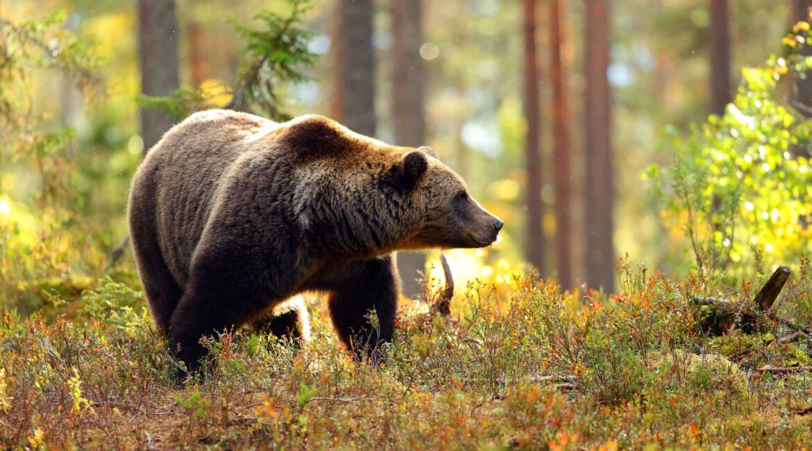 Brown Bear